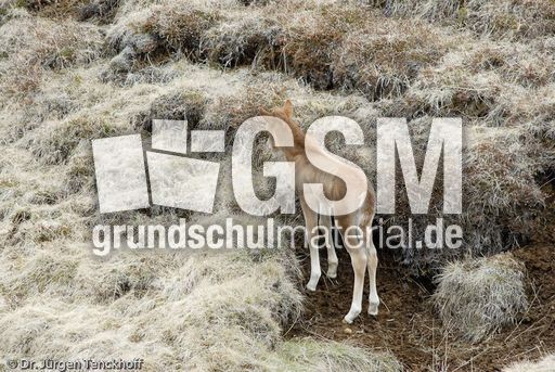 Islandpferde (27 von 50).jpg